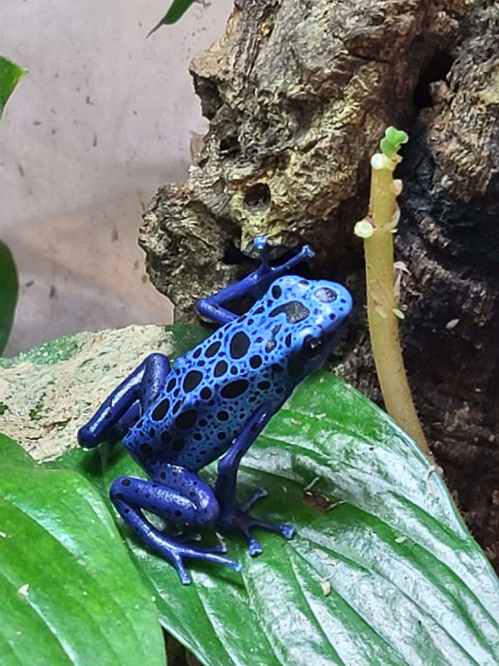 Two blue dart frogs on leaves in a vivarium, with varied patterns on their backs.
