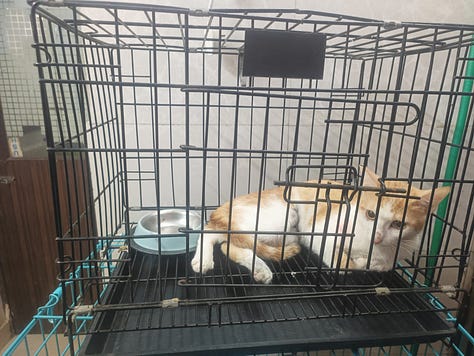 Photos of cute cats and a dog being taken for their spay/neuter and vaccination.