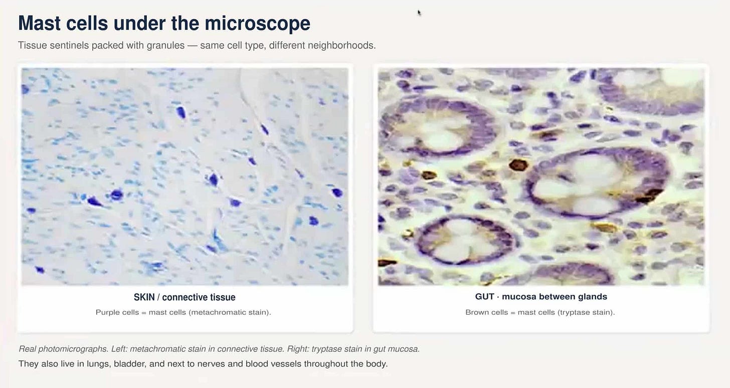 Mast cells under the microscope - skin metachromatic stain and gut tryptase stain