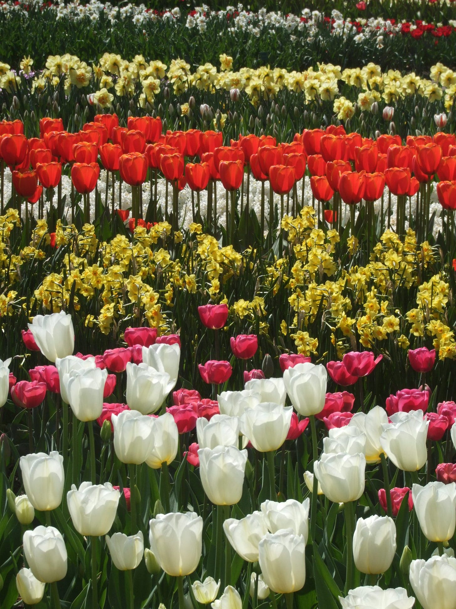 Rows of colorful tulips