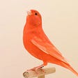 Parakeet's avatar