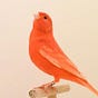 Parakeet's avatar