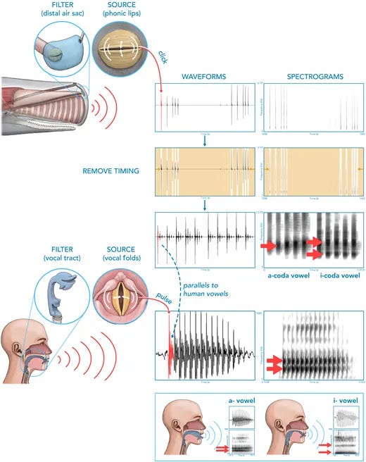 Composite scientific illustration comparing sperm whale clicks with human speech to show vowel-like patterns in whale communication. At the top left, a cutaway drawing of a sperm whale head highlights the sound **source** at the “phonic lips” near the nose and a **filter** in a distal air sac. Red sound waves radiate from the head. To the right are three rows of acoustic analyses of whale clicks. The first row shows a waveform and spectrogram of raw sperm whale click sequences. The clicks appear as separated vertical spikes in the waveform and thin vertical stripes in the spectrogram. The second row, labeled “REMOVE TIMING,” shows the same data after timing information has been removed: the waveform pulses are now evenly spaced, and the spectrogram shows more regular vertical patterns across time. The third row shows a normalized waveform and a clearer spectrogram with darker horizontal bands. Red arrows point to these bands, which are labeled “a‑coda vowel” and “i‑coda vowel,” indicating that different coda types have distinct, vowel-like spectral concentrations. In the lower half, the diagram switches to humans. A side-view cutaway of a human head shows the **source** at the vocal folds in the larynx and the **filter** in the vocal tract (tongue, oral and nasal cavity). Red sound waves again radiate outward. To the right of this are a pulsed waveform and spectrogram of human voicing, with strong periodic waves in the waveform and stacked horizontal formant bands in the spectrogram. A dashed arrow labeled “parallels to human vowels” connects this panel to two final panels. At the bottom, two side views of a human head show articulatory positions for an **a‑ vowel** (open mouth, low tongue) and an **i‑ vowel** (spread lips, high front tongue). Next to each head is a small waveform and spectrogram: the a‑vowel shows one pattern of horizontal formant bands, while the i‑vowel shows a different pattern, paralleling the vowel-like banding indicated earlier in the whale coda spectrograms.