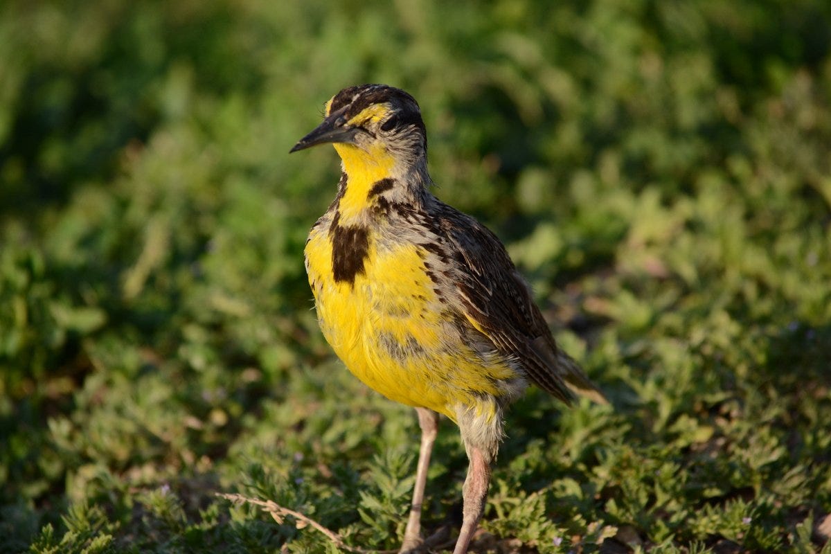 a bird