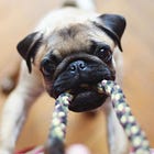 Let Go Or Be Dragged — and Other Zen Truths 