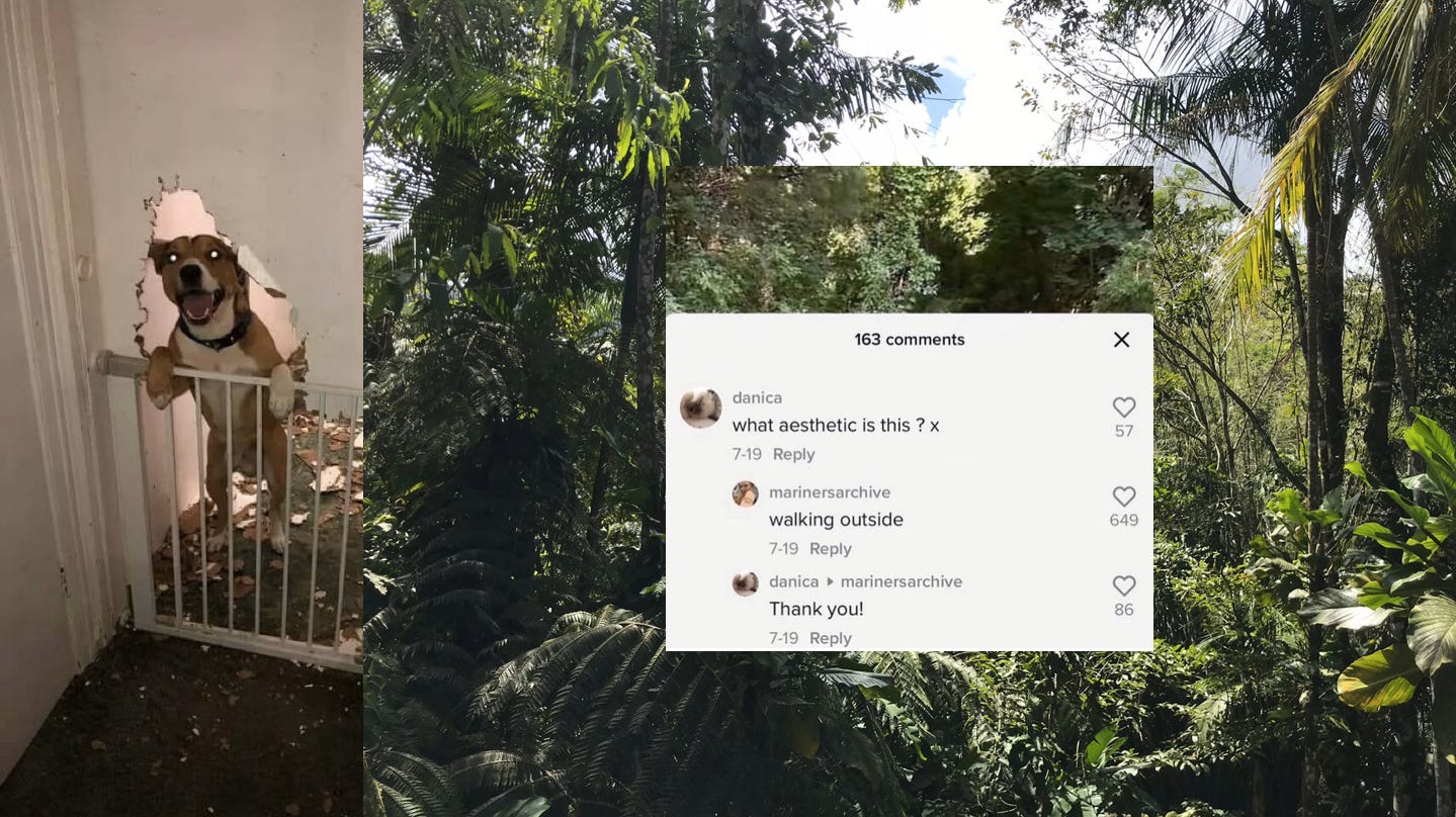 colagem! do lado esquerdo mais pro canto tem uma foto meio cursed de uma porta metade comida por um cachorro, que tá de pé se pendurando na grade pra não passar sorrindo com os olhos esbugalhados do flash da câmera. na parte maior da imagem é a foto de uma floresta bem enflorestada. no meio tem um print de comentários que vai assim: 1. what aesthetic is this? x; 2. walking outside; 3. Thank you! colagem! do lado esquerdo mais pro canto tem uma foto meio cursed de uma porta metade comida por um cachorro, que tá de pé se pendurando na grade pra não passar sorrindo com os olhos esbugalhados do flash da câmera. na parte maior da imagem é a foto de uma floresta bem enflorestada. no meio tem um print de comentários que vai assim: 1. what aesthetic is this? x; 2. walking outside; 3. Thank you!