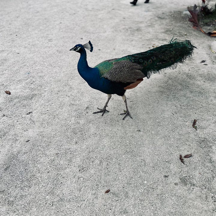 liger, tiger, lion, bear, peacock, wallaby, animals, pens