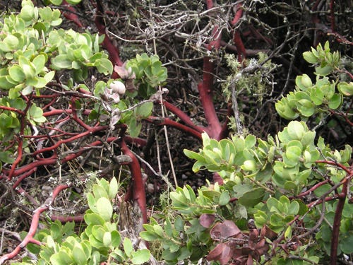 By Ellen Levy Finch - Taken by Ellen Levy Finch (Elf / Talk), en:Castle Rock State Park (California) (Originally uploaded on en.wikipedia - Transferred by DimiTalen), CC BY-SA 3.0, https://commons.wikimedia.org/w/index.php?curid=17898070