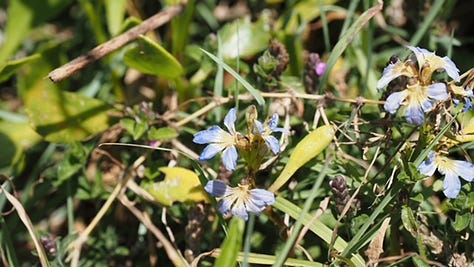 gallery of plants