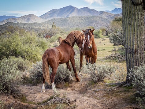 Wild Horses Arizona