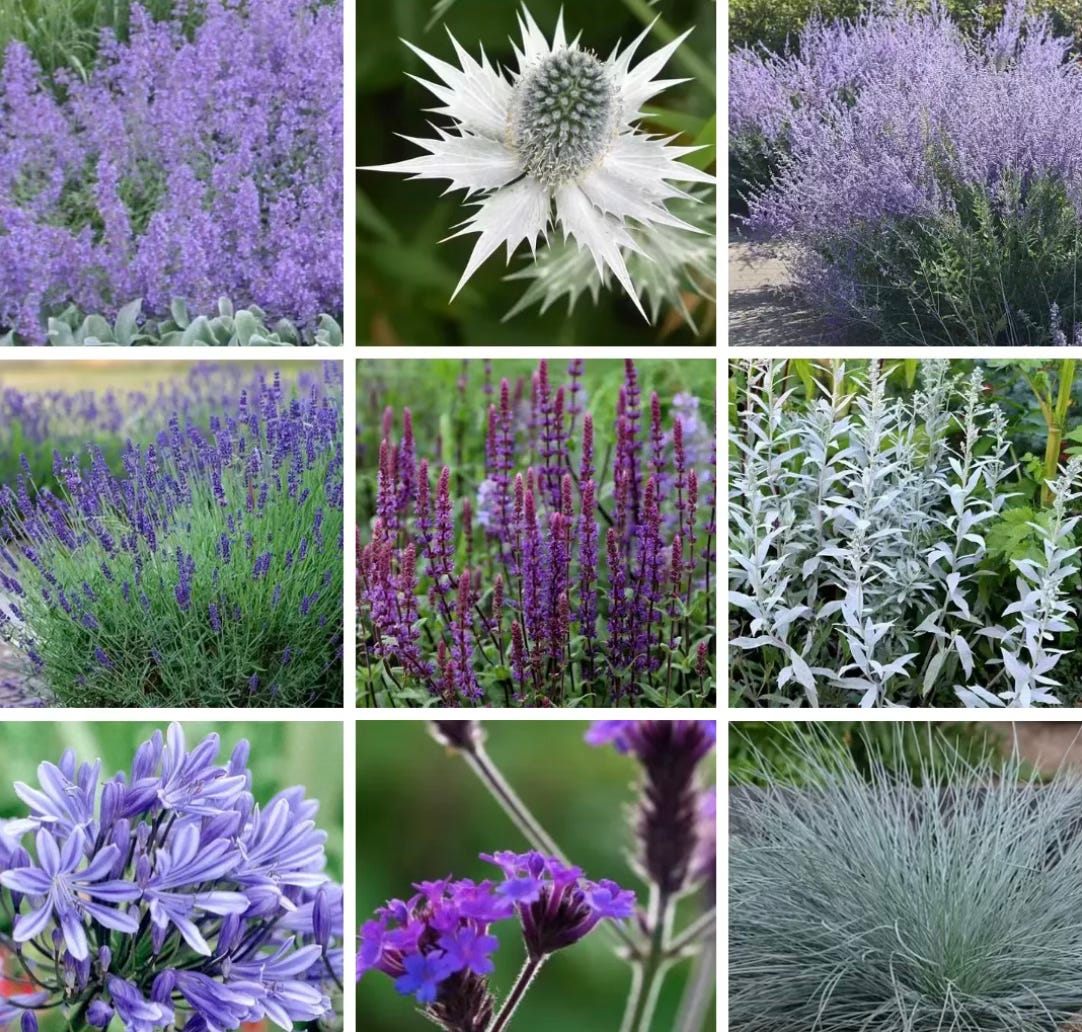 Shade garden planting with layered greenery and soft-toned flowers creating a calm atmosphere Shade garden planting with layered greenery and soft-toned flowers creating a calm atmosphere