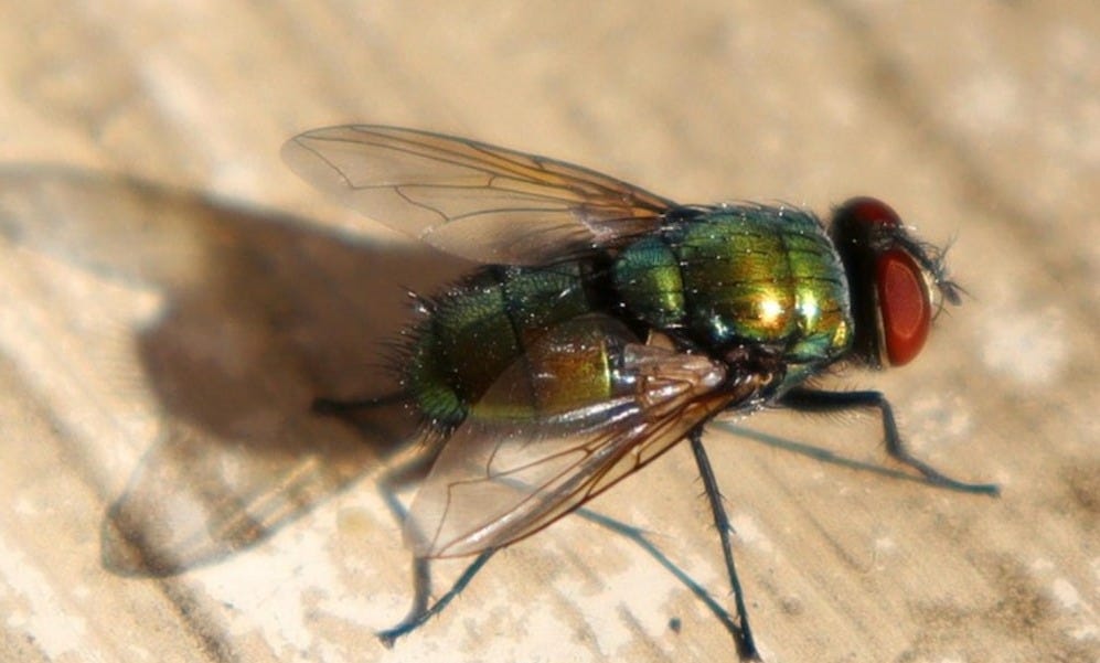 a close up of a fly on a wooden surface a close up of a fly on a wooden surface