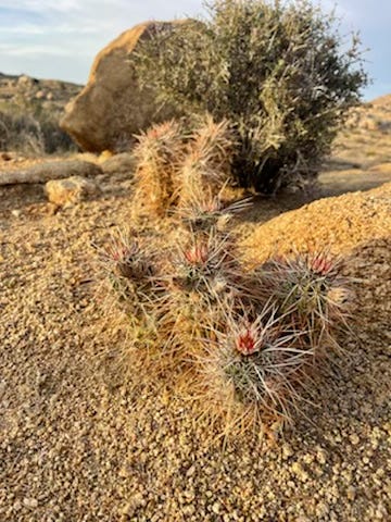 Photos and paintings of Joshua Tree