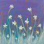 Willow Blooms