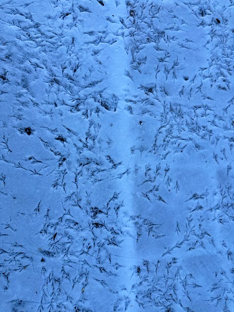 bird tracks in a thin layer of snow