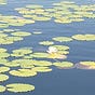 Water Lily's avatar