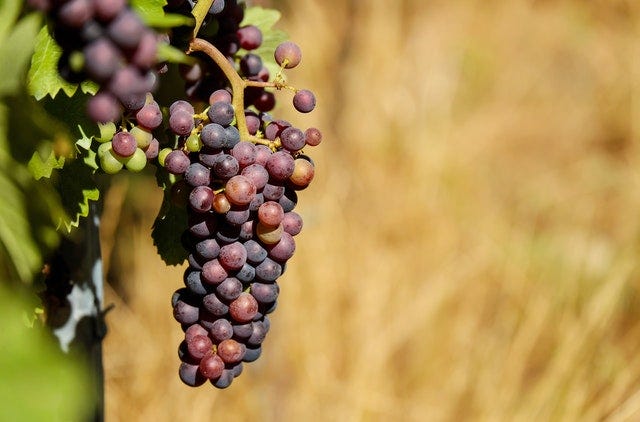 Naboth's Vineyard: Land, Power, and Violence  | Dr. Marcus Peter