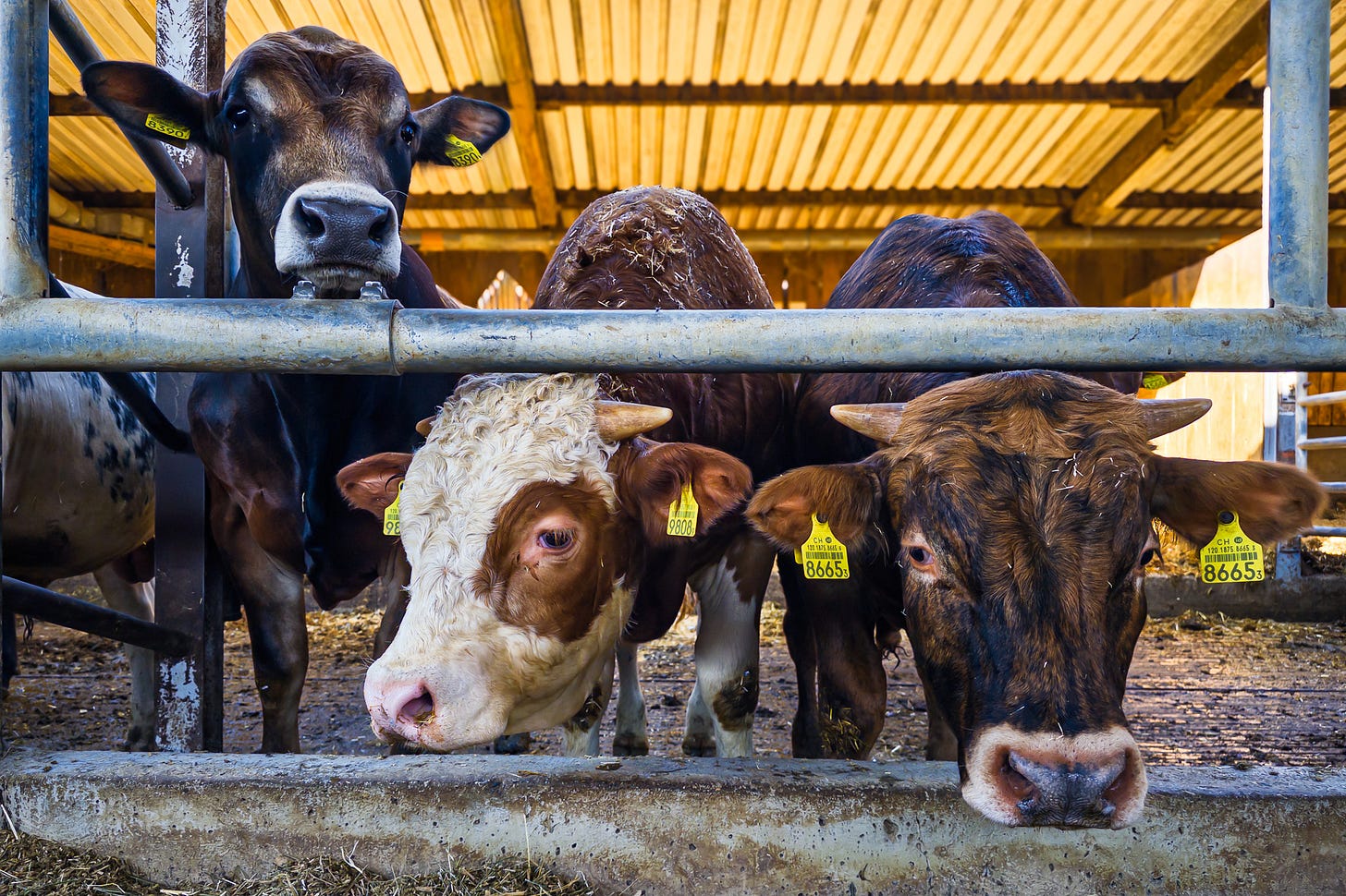 Mehrere Stierkälber stehen im Aussenklimastall des Hofs Unterbuck in Thayngen hinter einem Metallgitter auf eingestreutem Strohbett. Zwei Tiere mit Ohrmarken blicken direkt in die Kamera, eines davon mit weisser Stirn; im Hintergrund sind weitere Kälber im offenen Stall zu sehen.