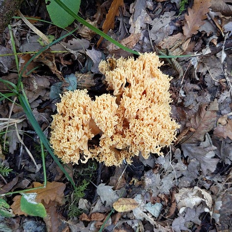 vari tipi di funghi visti durante una passeggiata nel bosco
