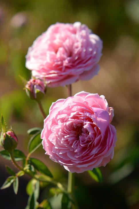 the alnwick rose, rose, english, david austin, small sunny garden, amy myers, desert garden, october