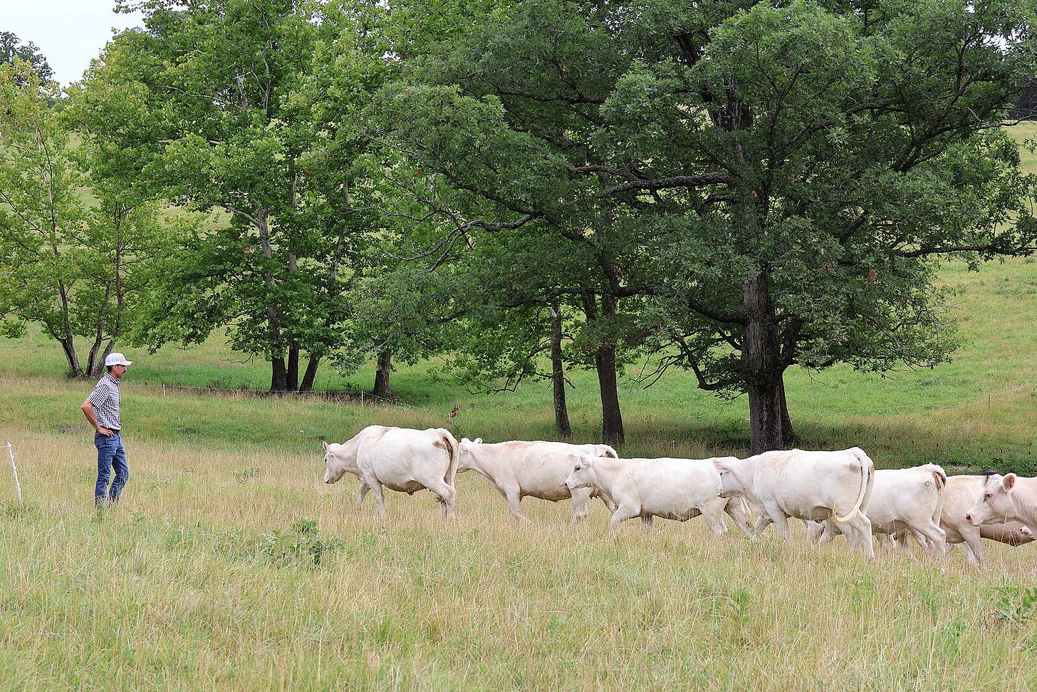 English: by Dana Rogge) The Center for Regenerative Agriculture at the University of Missouri is one of approximately 140 grant projects being funded by the USDA’s Partnerships for Climate-Smart Commodities. Daniel Bonacker of Big River Grain and Cattle, LLC, in Cedar Hill, Mo., participates in this cost-share program to implement grazing management on their operation. (USDA photo by Hannah Strain)