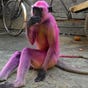 anya kapoor's avatar