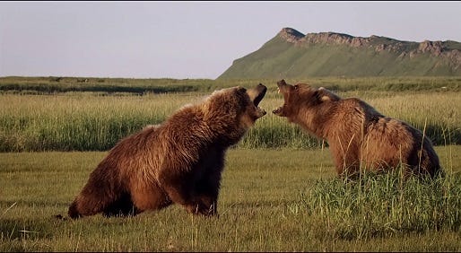 Disneynature-Bears-inside Disneynature-Bears-inside