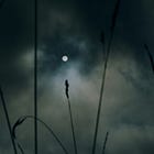 Through the Valley: Part 5