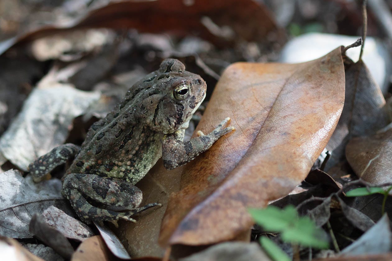 Profile view of a small brown toad with darker spots and stripes and paler bumps and black and gold eyes, resting on a large brown leaf among more leaf litter