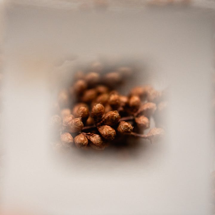 analogue zoom photography nature