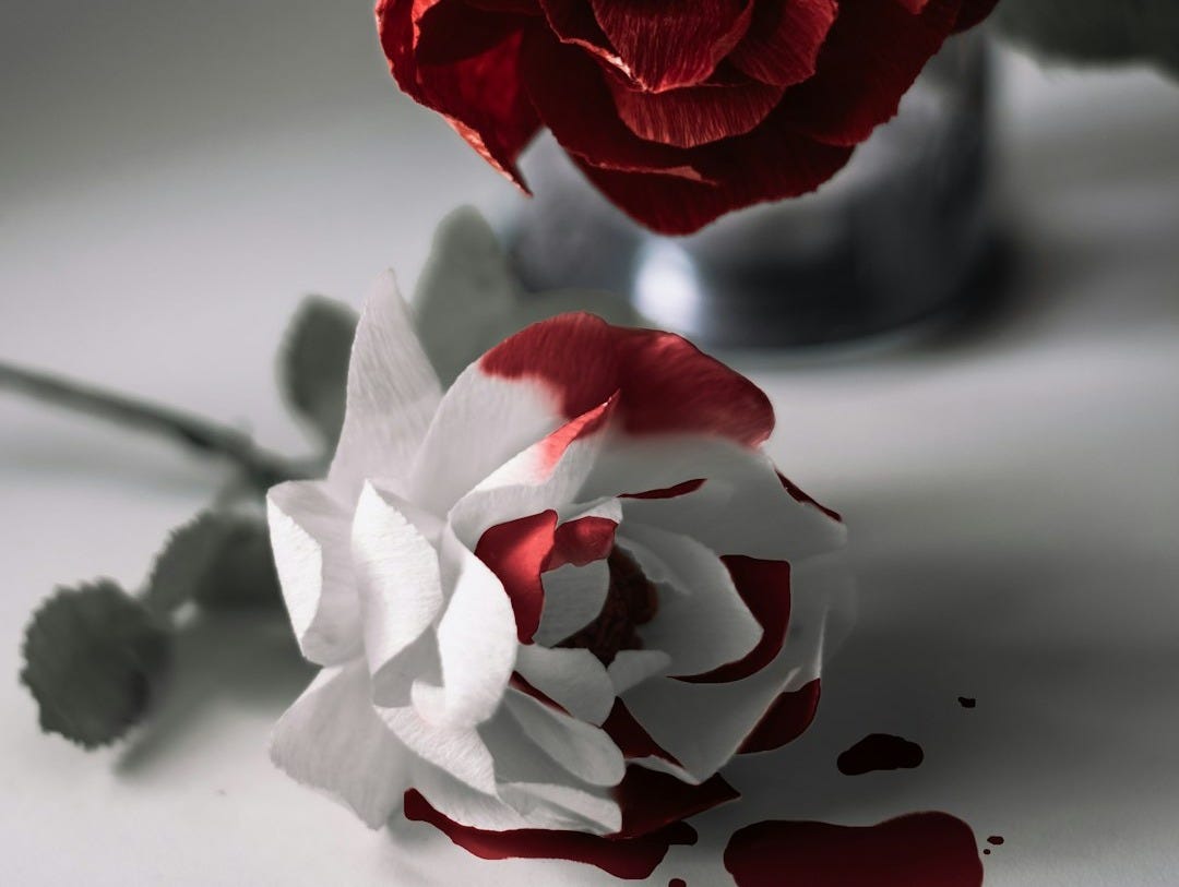red rose in gray scale red rose in gray scale