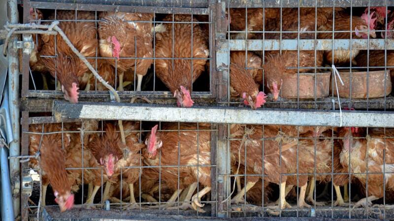 What Came First: The Chicken or the Immigrant?