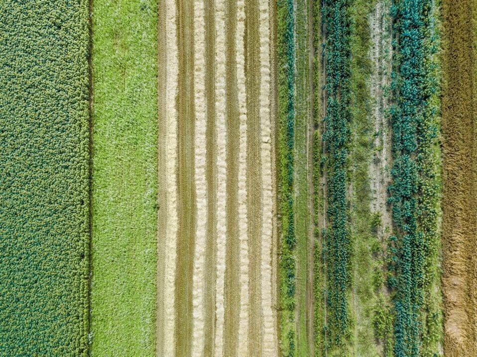Authentic and sustainable success comes from as diverse a set of inputs as a healthy farm. Authentic and sustainable success comes from as diverse a set of inputs as a healthy farm.
