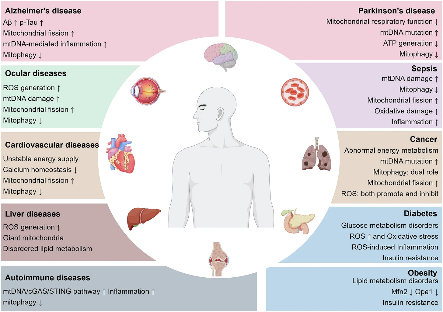 A figure showing problems related to mitochondria and energy in different diseases, from Alzheimer's disease to obesity. A figure showing problems related to mitochondria and energy in different diseases, from Alzheimer's disease to obesity.