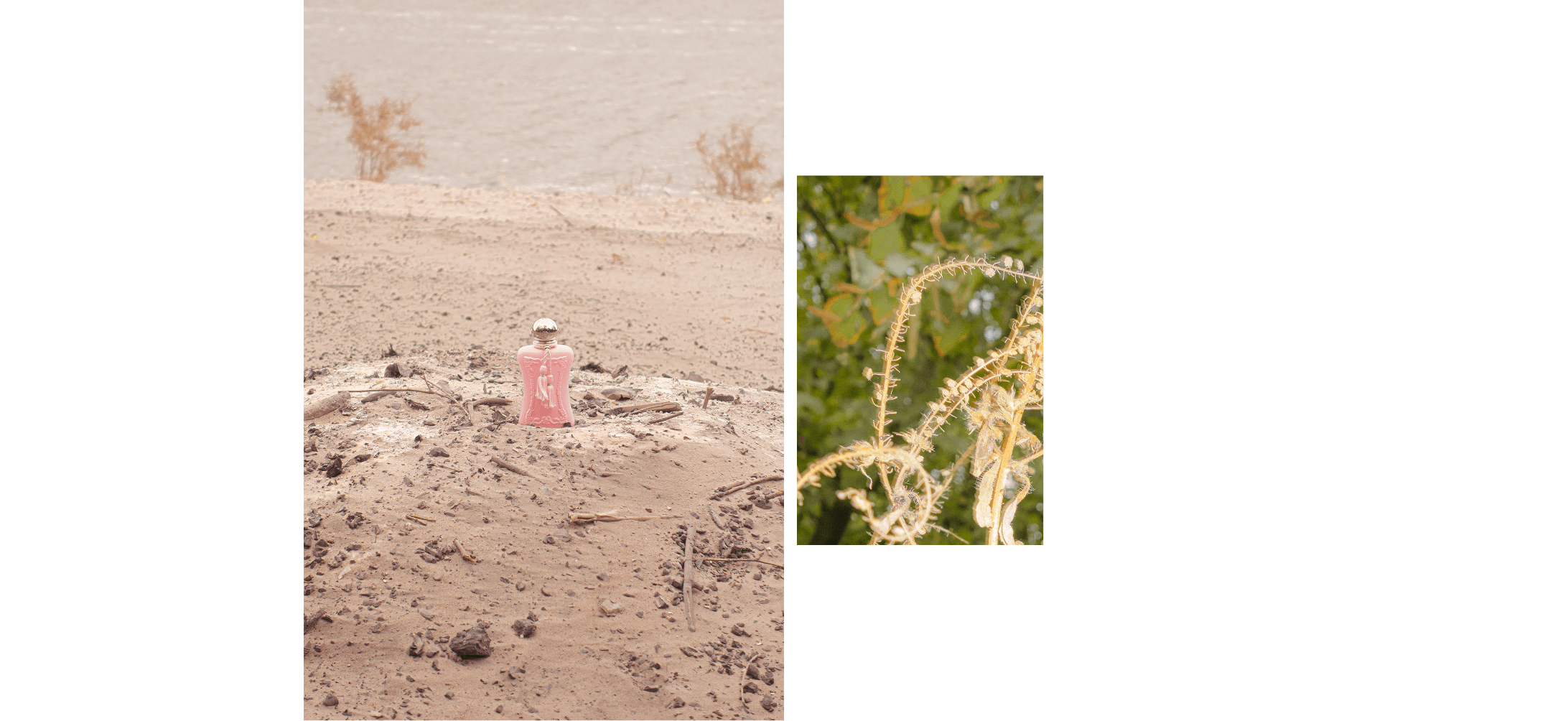 A pink perfume bottle resting in sand near a river’s edge, paired with a dry, spiny plant set against lush green foliage.