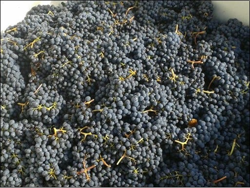 Freshly plucked whole clusters of  Syrah ready to ferment.