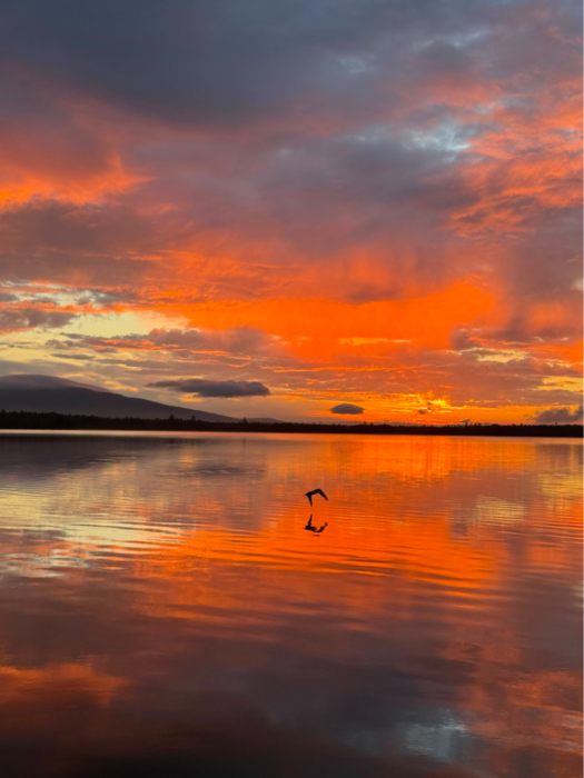 Vibrant orange sunset reflecting on calm lake with bird silhouette flying low Vibrant orange sunset reflecting on calm lake with bird silhouette flying low