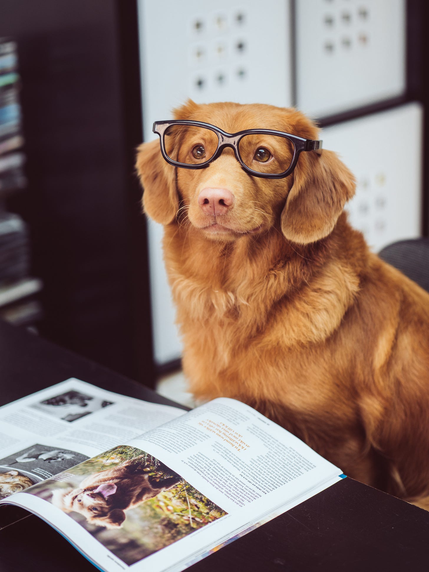 dog with glasses reading dog with glasses reading