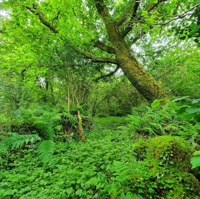 Un aperçu de la forêt d'Eoghan. Beaucoup d'arbres et de feuilles Un aperçu de la forêt d'Eoghan. Beaucoup d'arbres et de feuilles