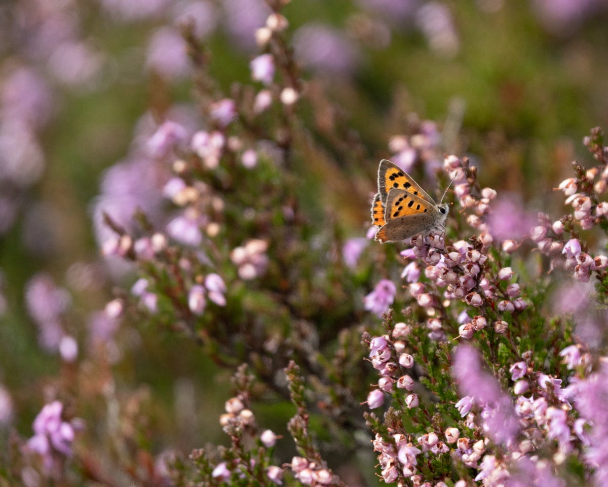 A dainty orange and black butterfly on the pink heather A dainty orange and black butterfly on the pink heather