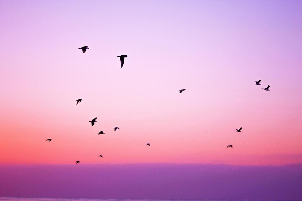 Dozens of birds fly in silhouette across a vivid sunset sky filled with pink, purple, and silver tones, creating a sense of motion against the fading evening light.