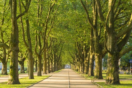 What's the Best Time of Year for London Plane Tree Pruning? - Tree Surgeons  Essex | T.H Tree Services | Tree Care