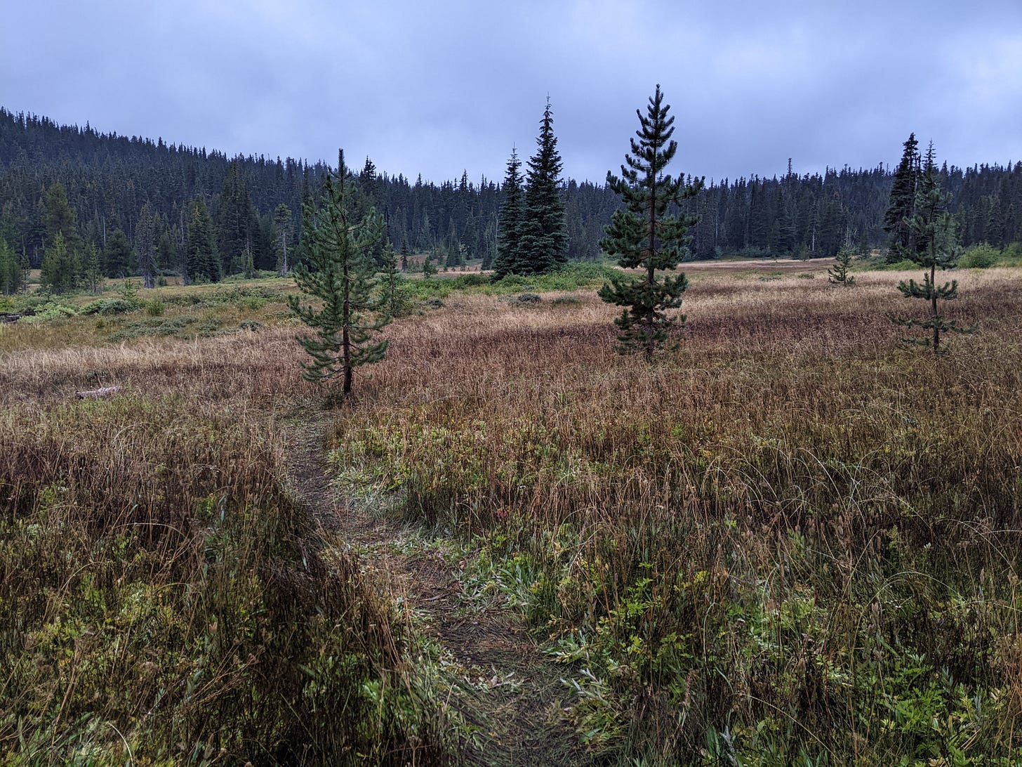 a trail through a forest meadow