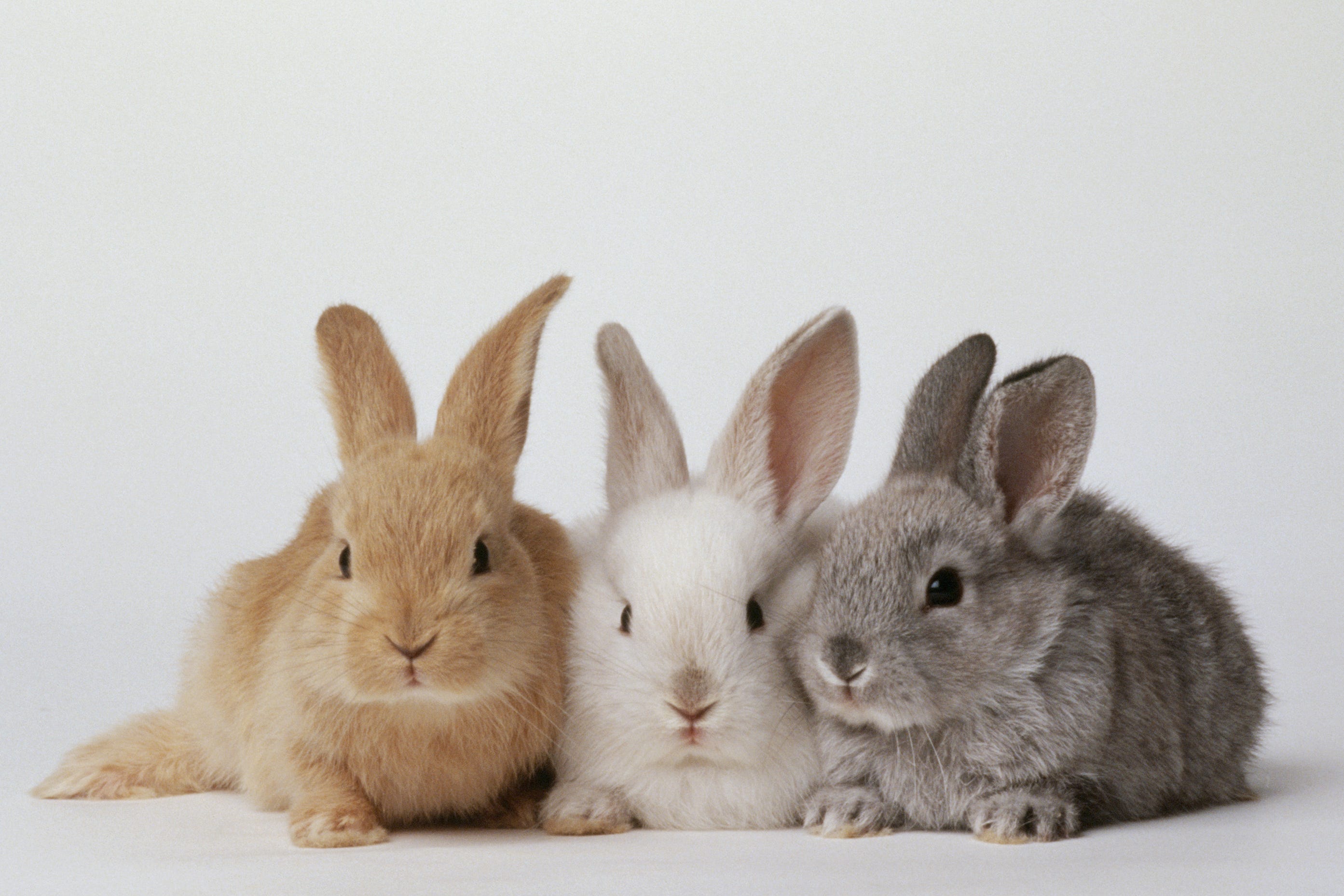 Substack profile picture for @rabbits