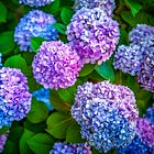 Green Wednesday: Hydrangea Care Tips / Cultural Legacy of Napa’s Birds