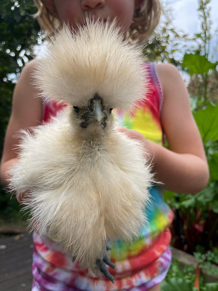 a black chicken with a fluffy head held by a child and a white chicken with a fluffy head held by a child