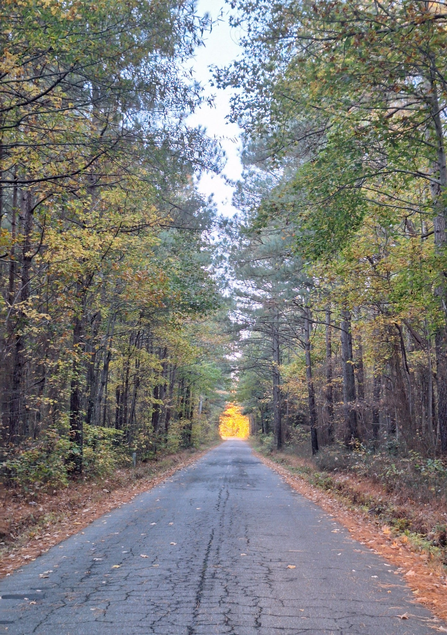A quiet road lined with trees, narrowing into the distance and opening toward soft light ahead. A quiet road lined with trees, narrowing into the distance and opening toward soft light ahead.