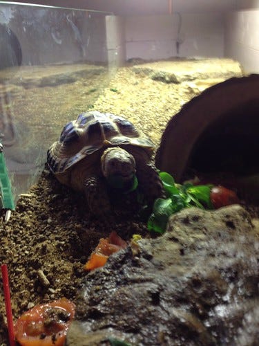 Charlie the Tortoise 2 Charlie the Tortoise 2