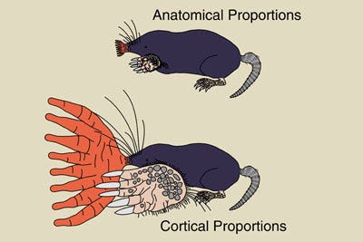 Star-Nosed Mole | Form and Function