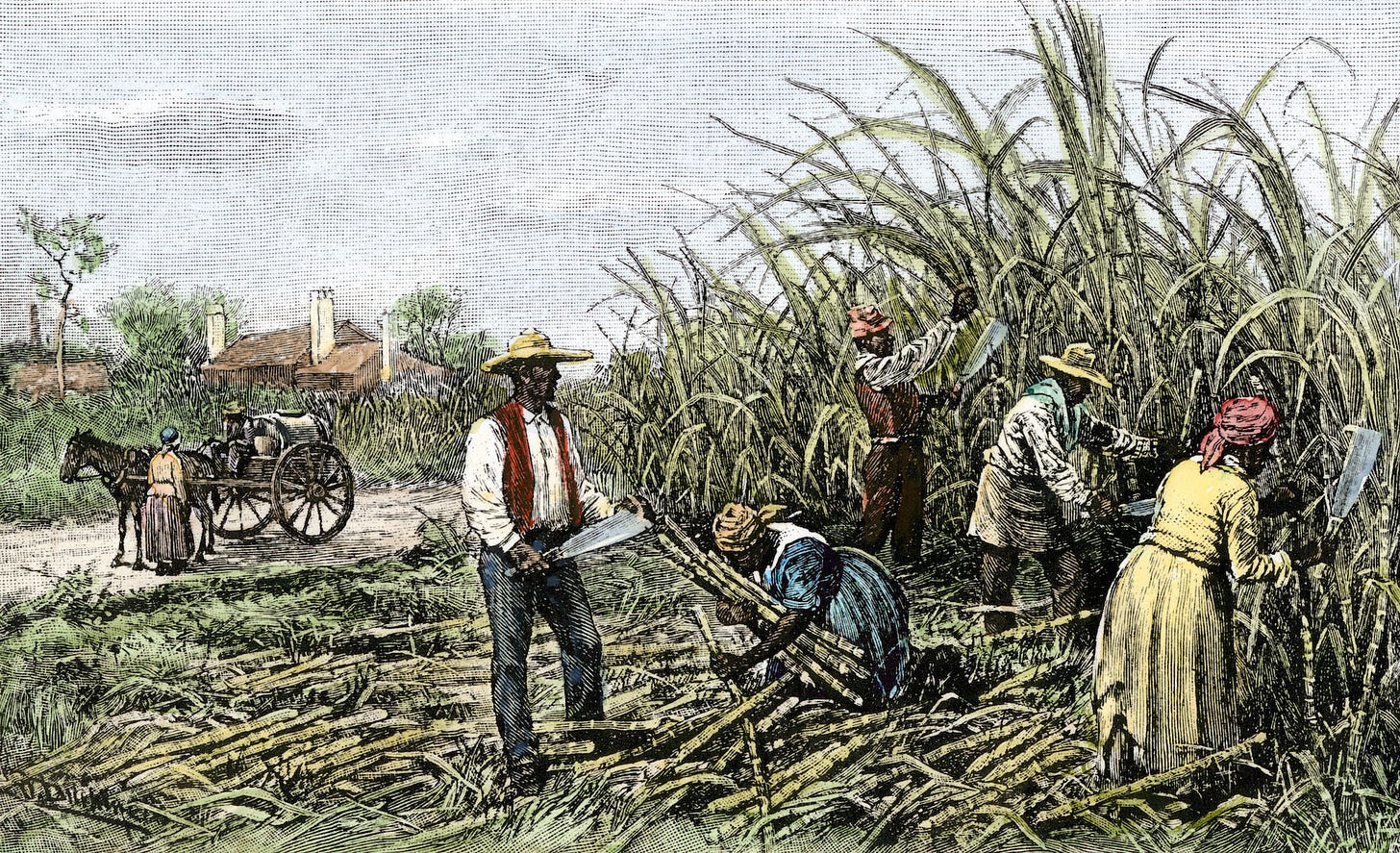 The Plantation System The Plantation System